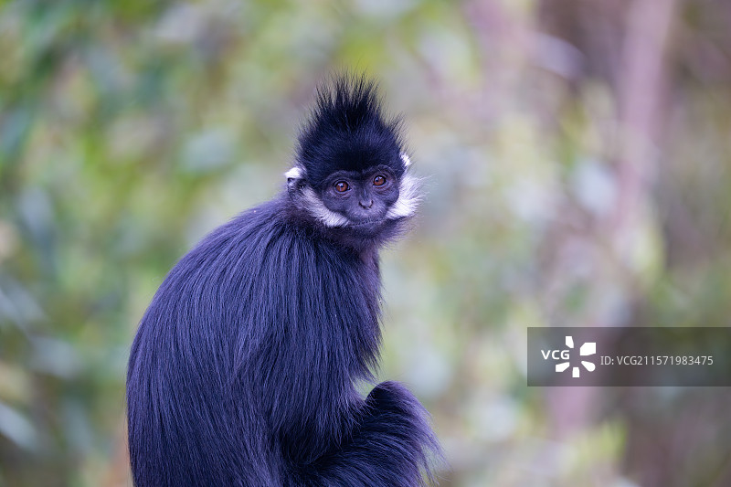 贵州麻阳河国家级自然保护区中的黑叶猴图片素材