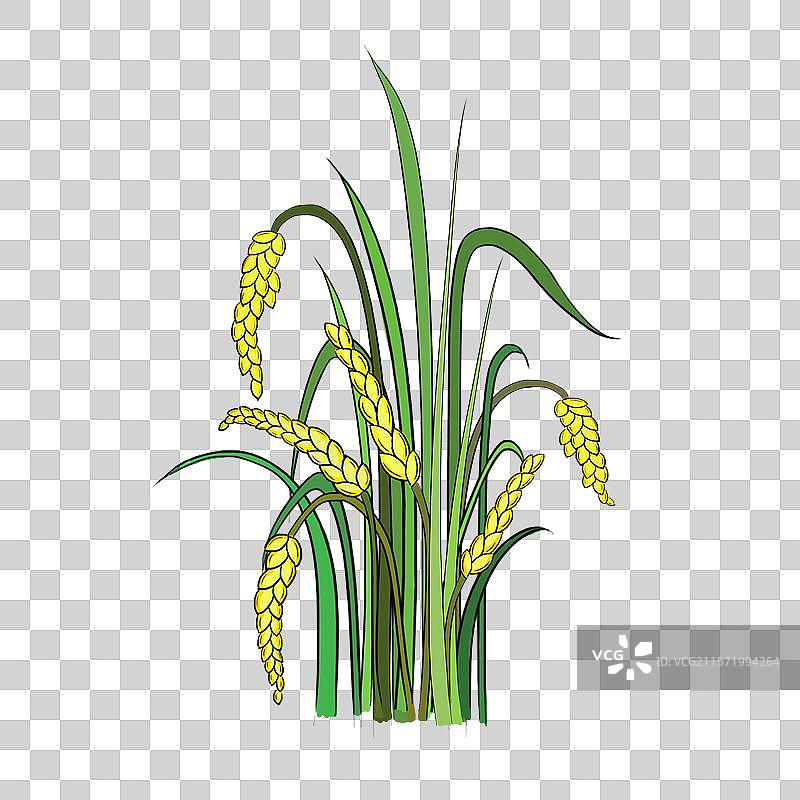 秋收谷穗免抠图插画素材图片素材