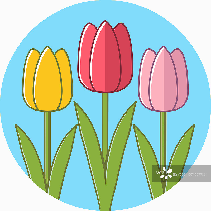 三朵不同颜色的郁金香排成一行图片素材