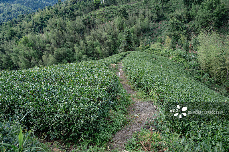 山区梯田茶园，福建龙岩图片素材