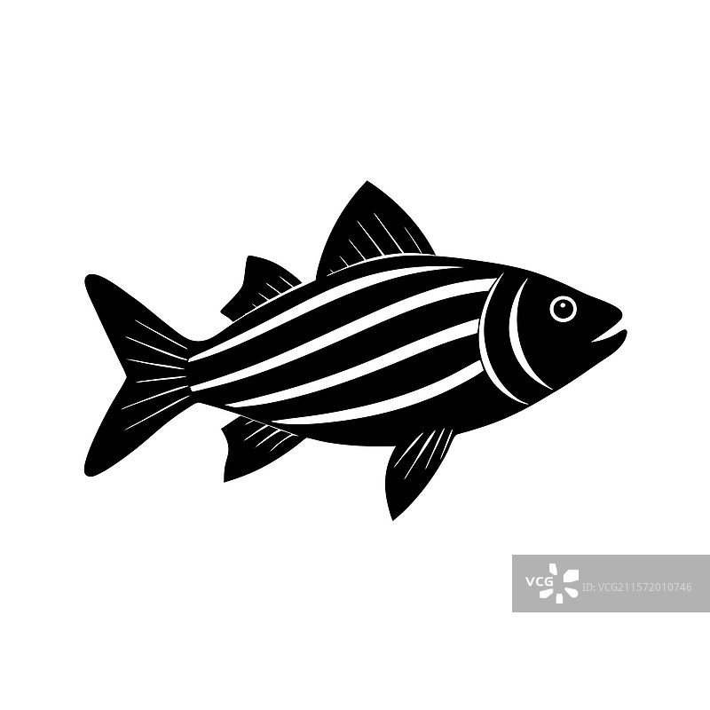 黑色条纹鲈鱼的轮廓图片素材