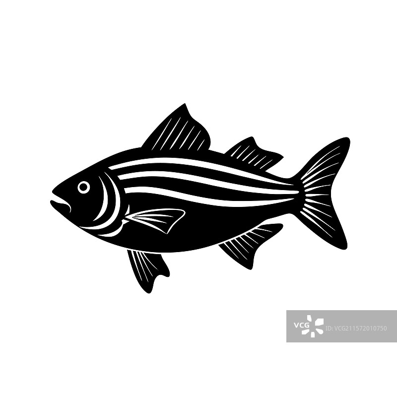 黑色条纹鲈鱼的轮廓图片素材