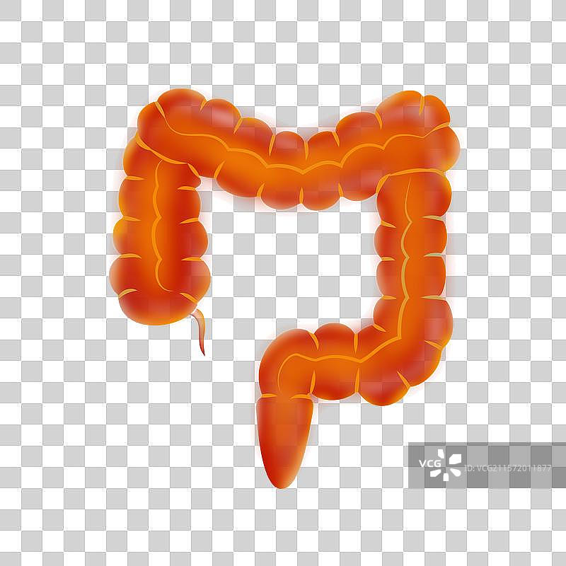 世界肠道健康日中国便秘日肠道医学高峰论坛图片素材