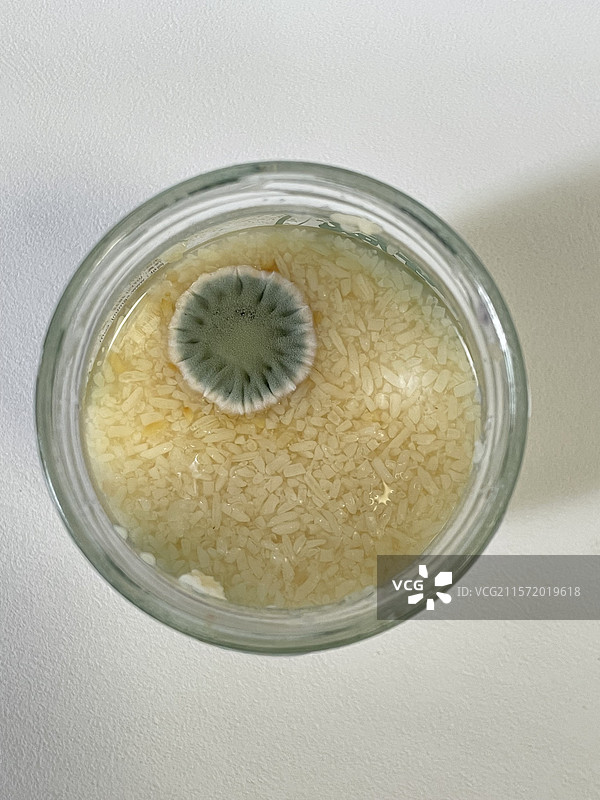 玻璃罐内黄曲霉污染的发霉米粒​​米酿酒酿图片素材