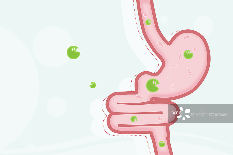 胃部肠道益生菌插画图片素材