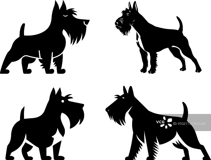 四个苏格兰 Terrier 狗的轮廓图片素材