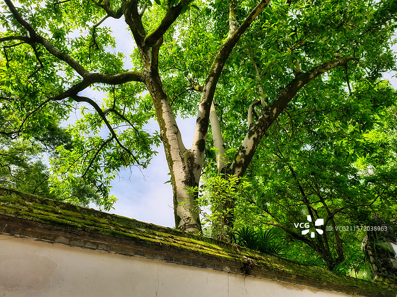 福州西湖古树与青苔墙图片素材