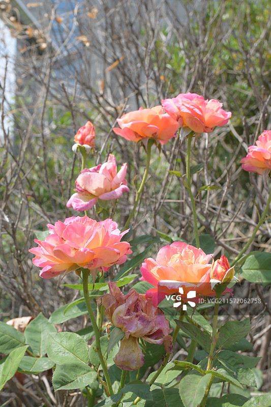 河南省洛阳市孟津县县城风景图片素材