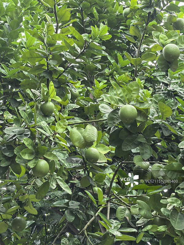 挂在树上的柚子图片素材