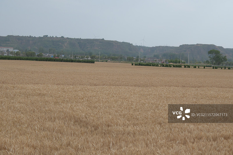 2025年河南洛阳孟津丰收的黄色小麦麦田与特写实景图片素材