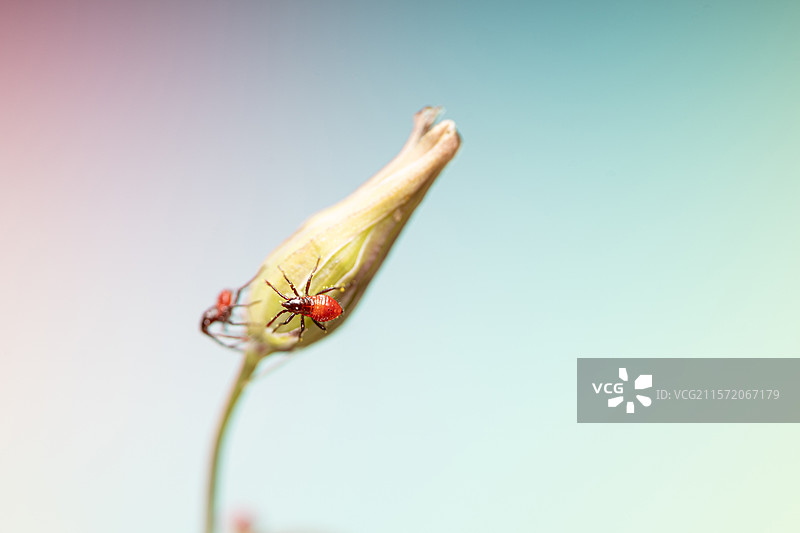 在植物上爬动的红色小蜘蛛图片素材