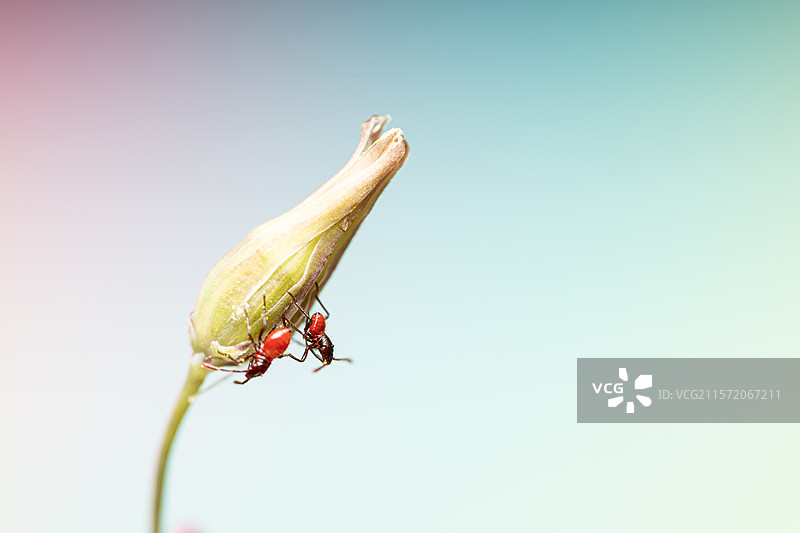 在植物上爬动的红色小蜘蛛图片素材