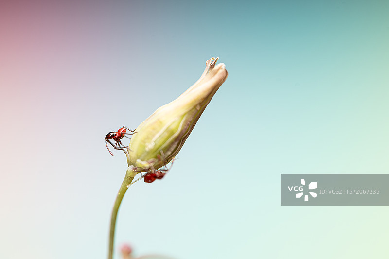 在植物上爬动的红色小蜘蛛图片素材