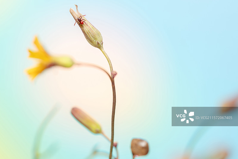 在植物上爬动的红色小蜘蛛图片素材