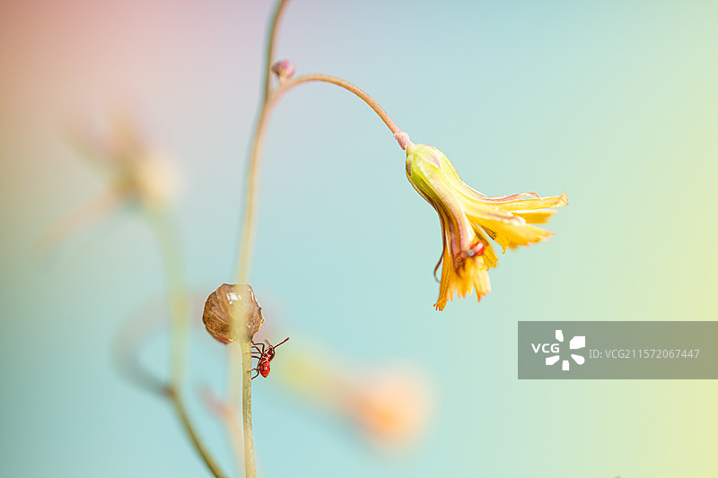 在植物上爬动的红色小蜘蛛图片素材