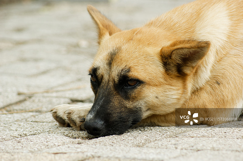 狗躺着的特写镜头，宠物动物狗犬，户外，单身狗图片素材
