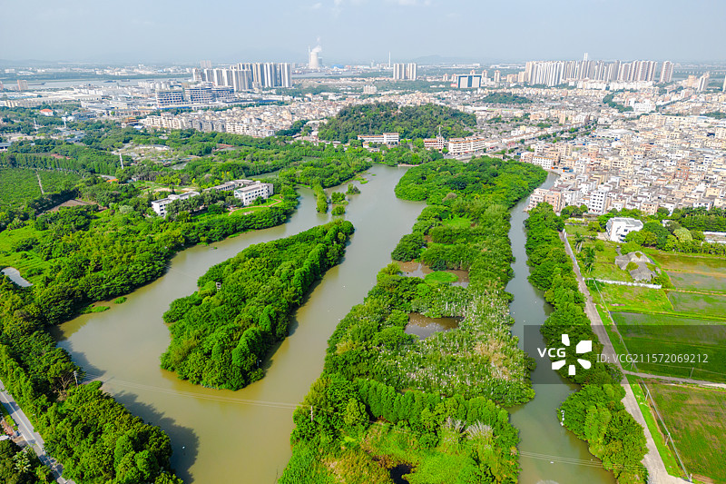广东江门新会小鸟天堂国家湿地公园图片素材