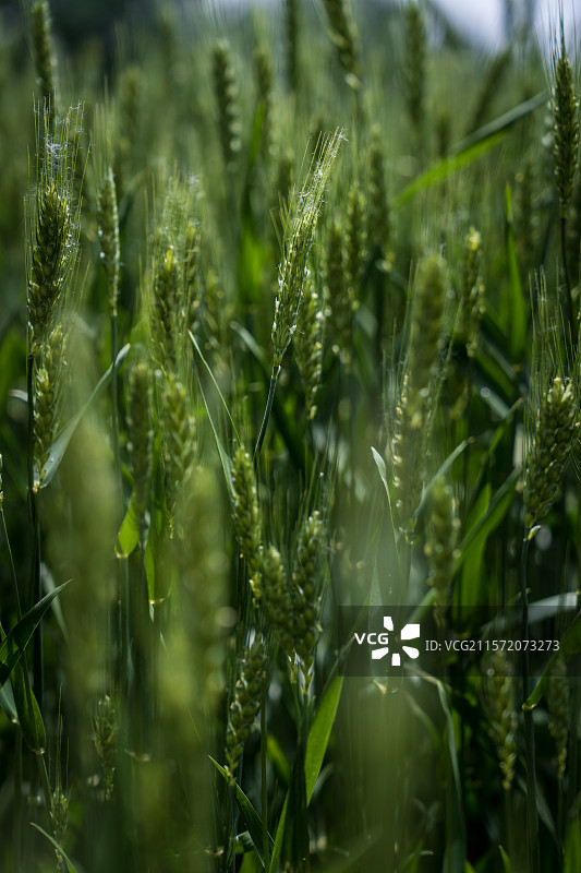 麦穗和麦田图片素材