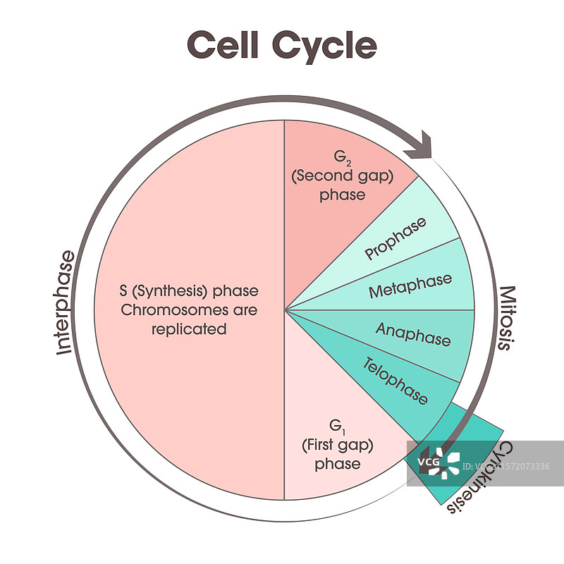 细胞周期图解图片素材