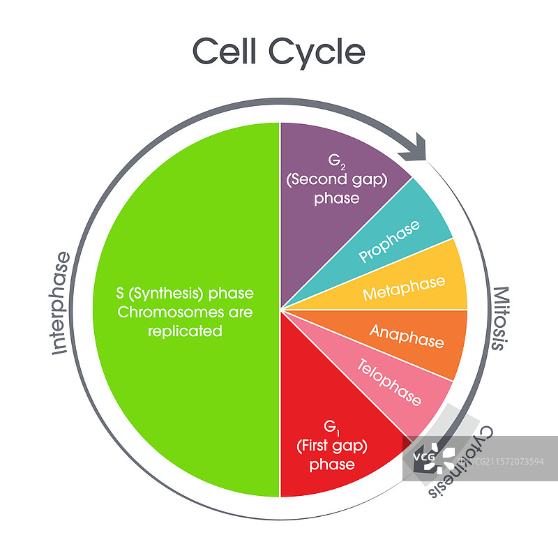 细胞周期图解图片素材