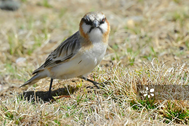 不怒自威图片素材