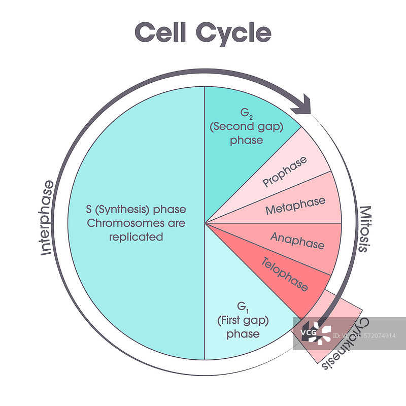 细胞周期图解图片素材