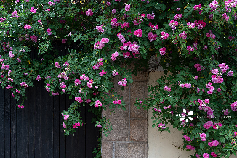 满墙的蔷薇花开图片素材