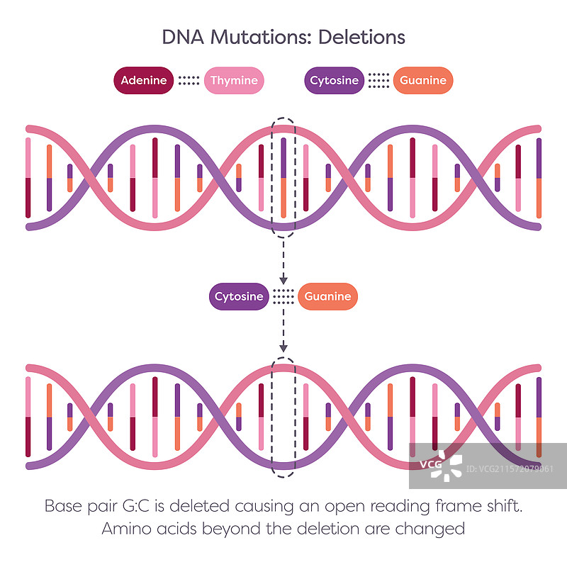 DNA缺失点突变图片素材