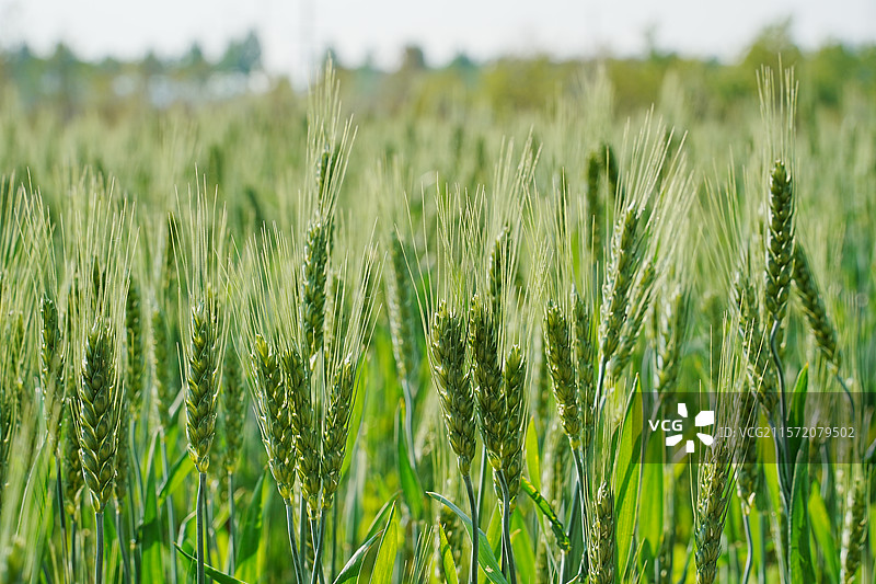 二十四节气——小满时的麦地图片素材