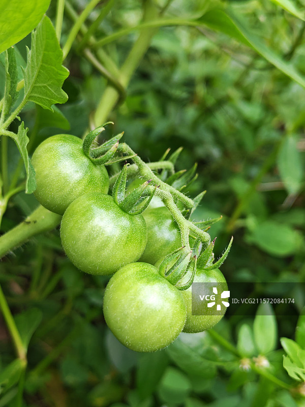西红柿圣女果图片素材