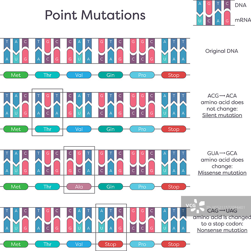 DNA点突变图片素材