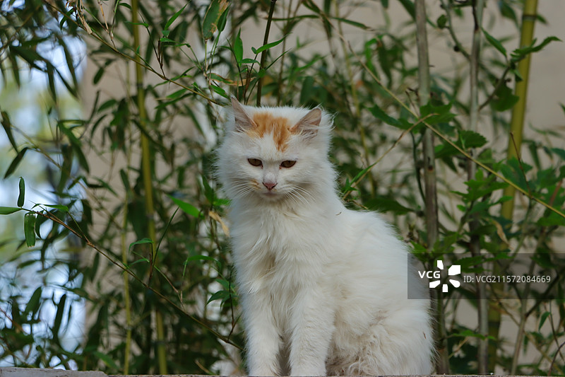 墙头一只虎视眈眈准备捕猎的小花猫图片素材