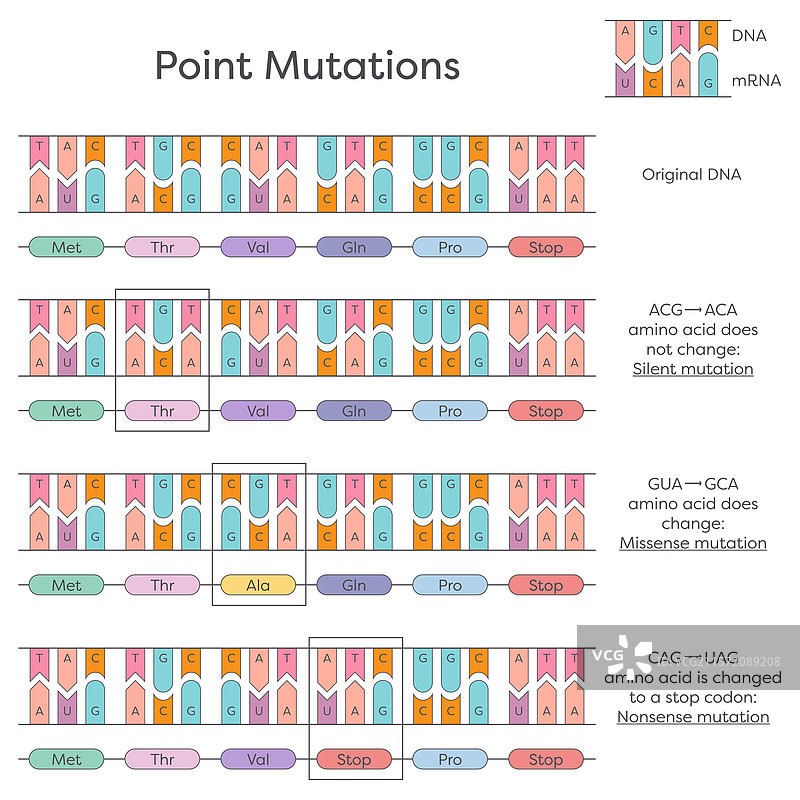 DNA点突变图片素材