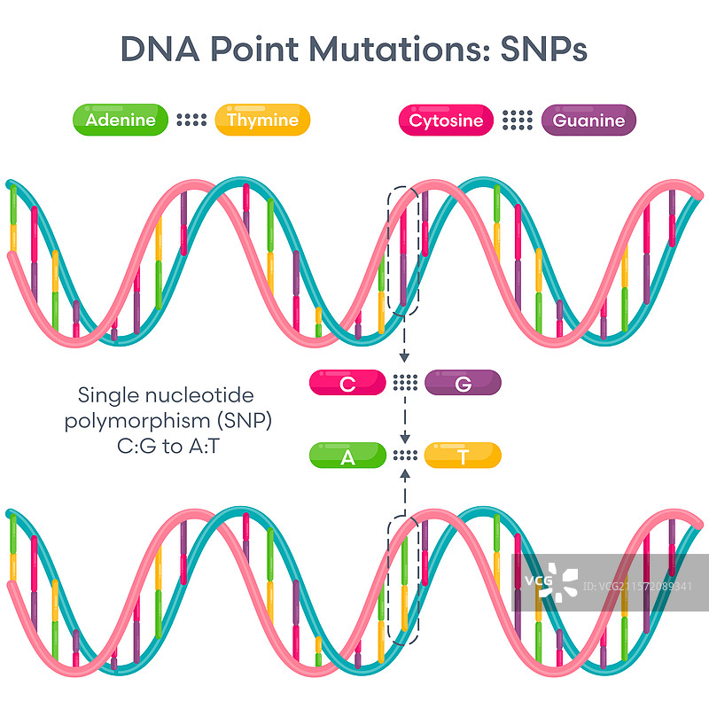 DNA突变碱基替换图片素材