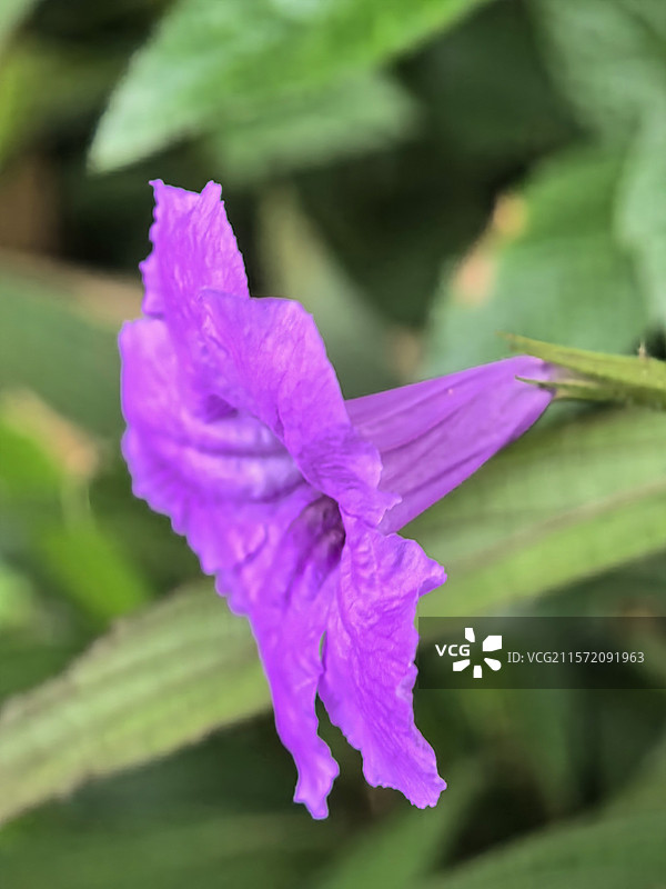 中国广西壮族自治区崇左市大新县湛圩镇明仕田园景区六月的蓝花草花图片素材