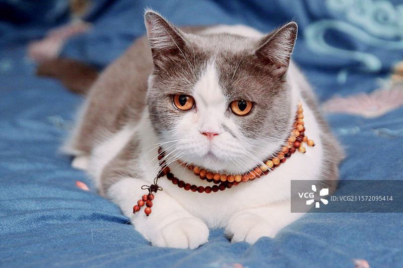 室内，猫咪图片素材