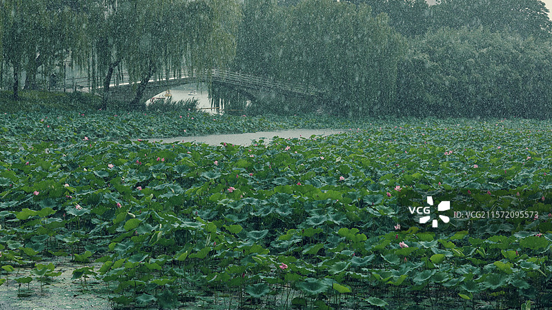 雨中紫竹院图片素材