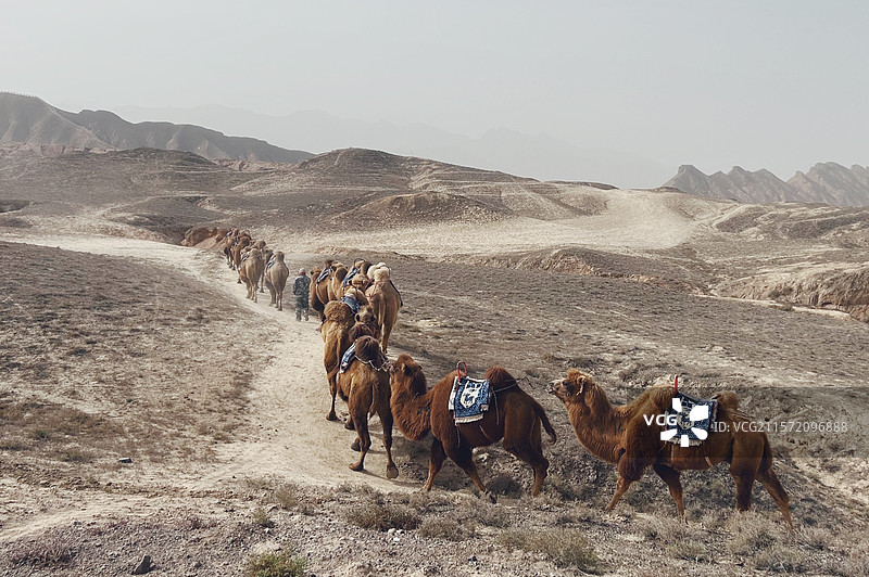 一路骆驼图片素材