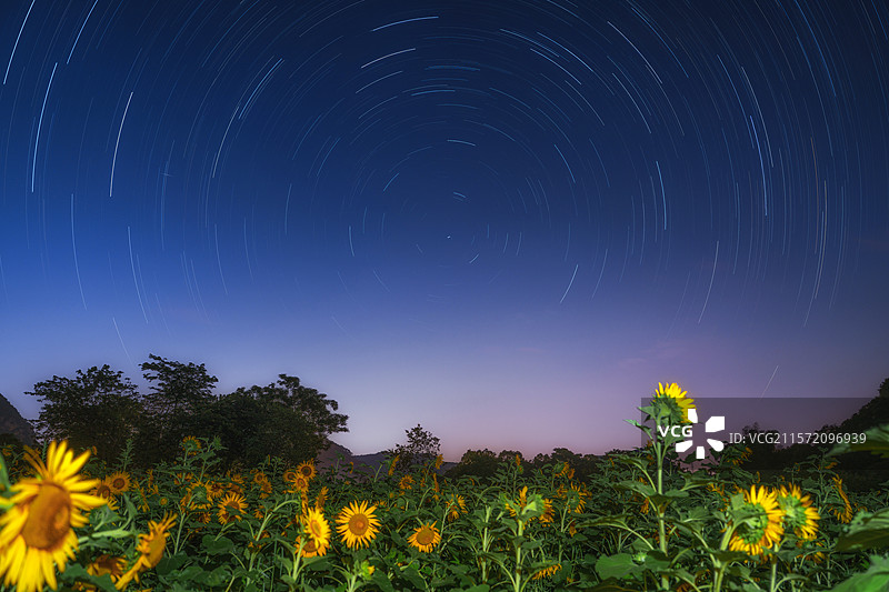 向日葵星轨图片素材