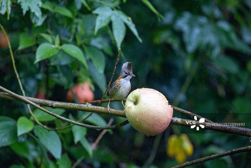 黄颈凤鹛图片素材