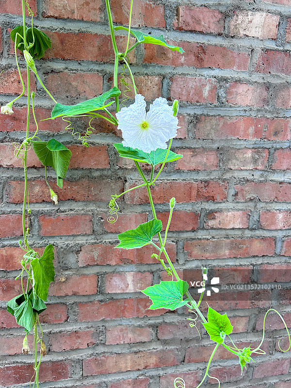 攀爬在墙上盛开的白色葫芦花图片素材