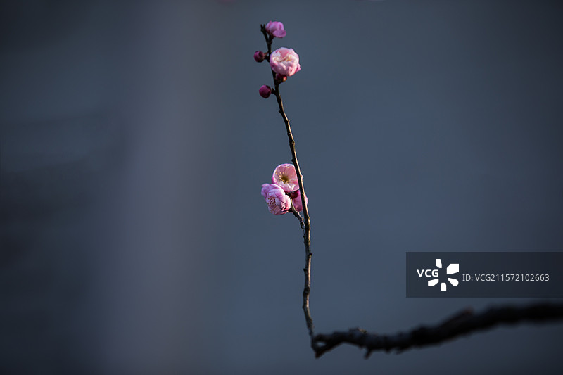 杭州孤山探梅图片素材