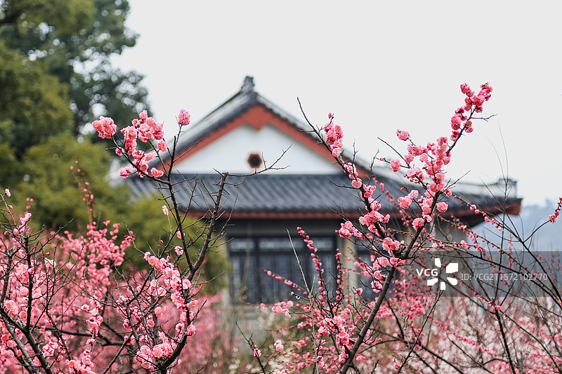 杭州孤山探梅图片素材