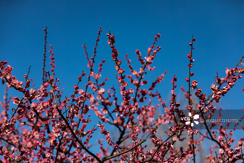 杭州孤山探梅图片素材