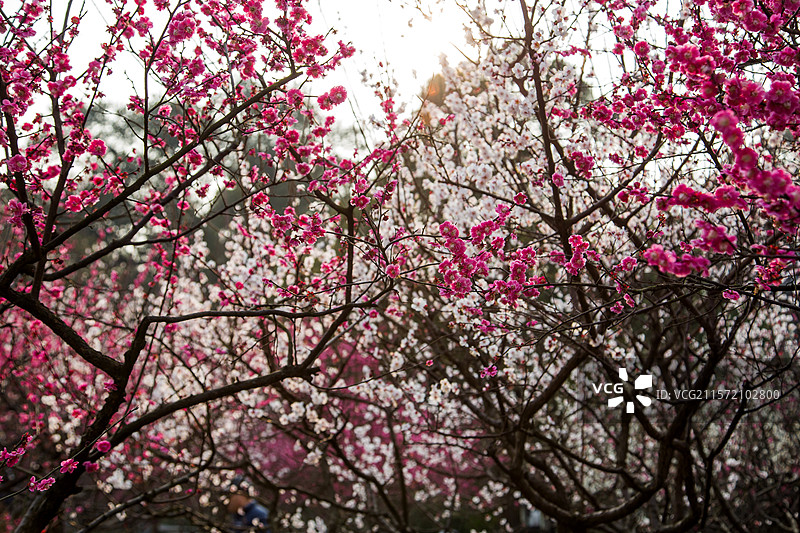 杭州孤山探梅图片素材