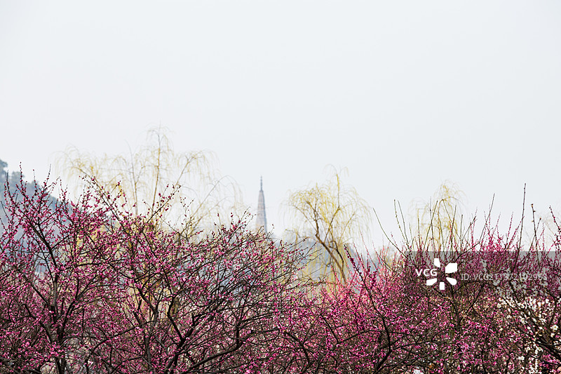 杭州孤山探梅图片素材