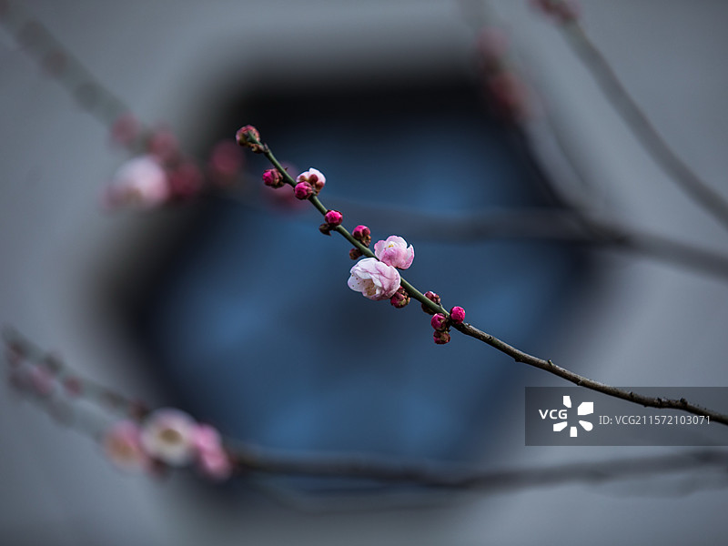 杭州孤山探梅图片素材