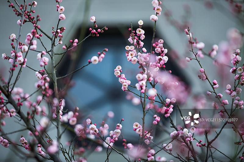 杭州孤山探梅图片素材