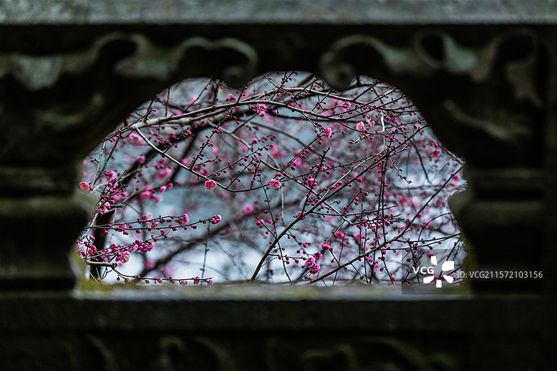 杭州孤山探梅图片素材