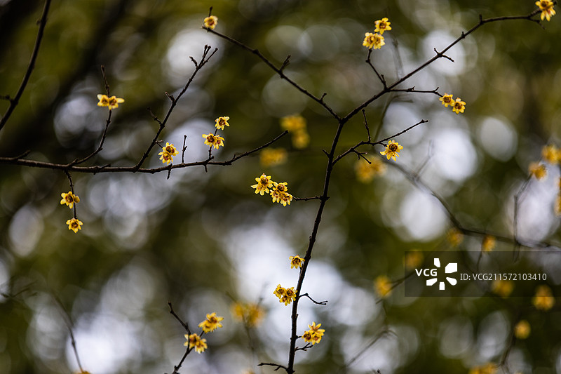 杭州孤山腊梅图片素材